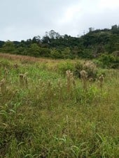 Sítio a venda na região de piedade sp