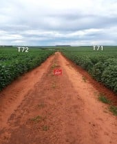 Arrendamento P/ Grãos área C/ 14.000 Há Podendo Ser Fracionada -em Paraíso Das águas - Ms
