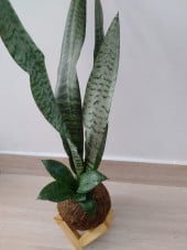 Kokedama de Espada de São Jorge