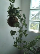 Traga a Natureza para Perto: Kokedamas de Hera