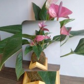 Kokedama de Anturio Rosa