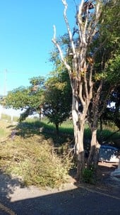 Corte e Poda de arvores e Limpeza de Terreno