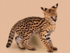 Adoráveis cachorros de serval disponíveis