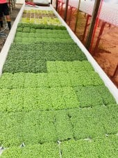 E-book cultivo de microverdes em ambiente controlado