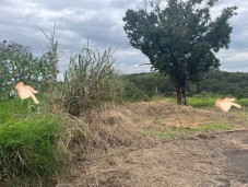 Terreno 131m² Jardim Roma Quitado + aceita financiamento