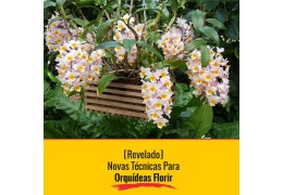 Como cuidar de Orquídeas
