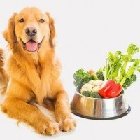 Ebook de alimentação caseira para cães