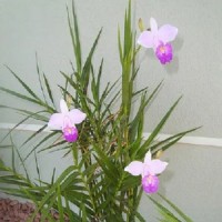 Venda de ebook sobre orquídeas