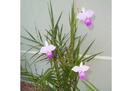 Venda de ebook sobre orquídeas