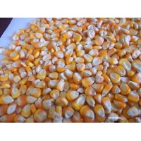 Venda de milho em grãos direto da fazenda sem atravessadores