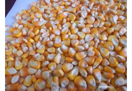 Venda de milho em grãos direto da fazenda sem atravessadores