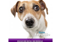Guias e educação adestramento de cães