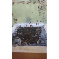 Caixa de abelha uruçu amarela bugia