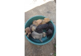 Pra doação esses cachorros 5 fêmea e três macho