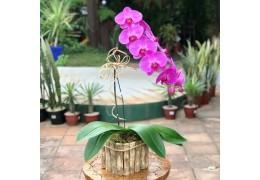 Cultivando Orquídeas