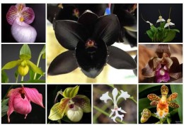 Aprenda a meneira correta de plantar, cultivar e cuidar das suas orquídeas.