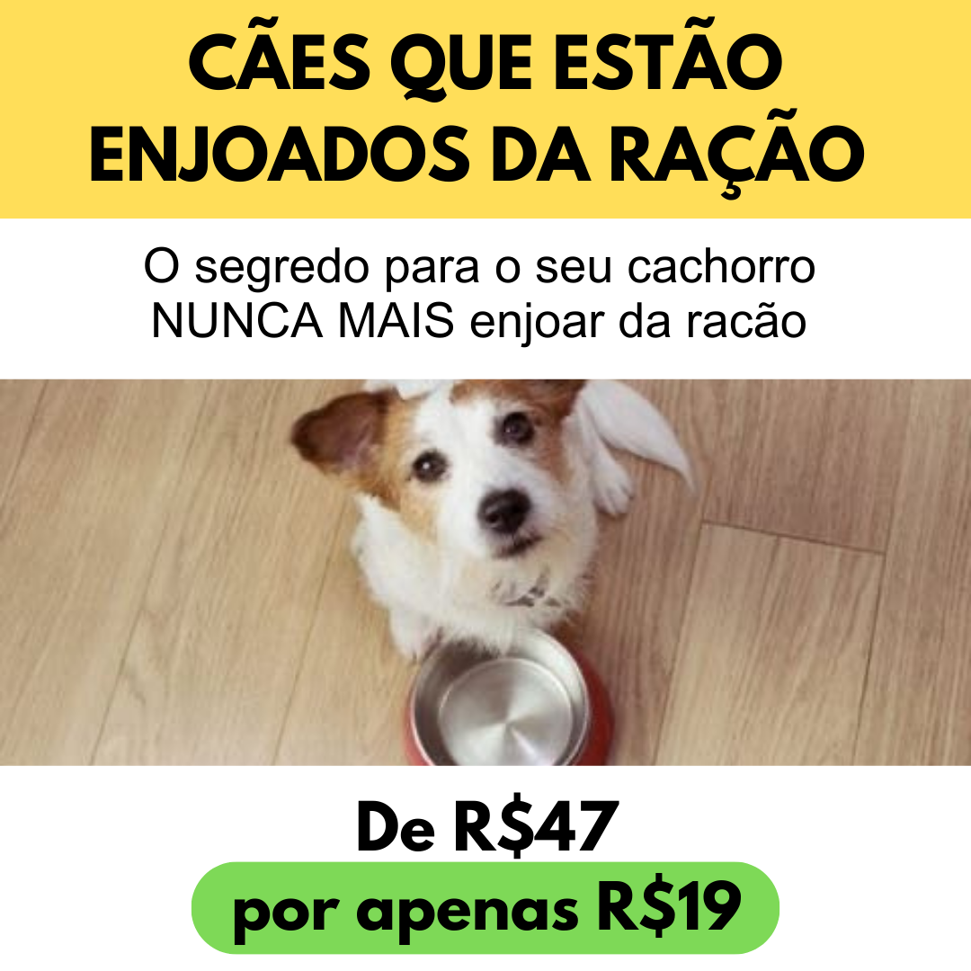 30 receitas saudáveis para seu pet