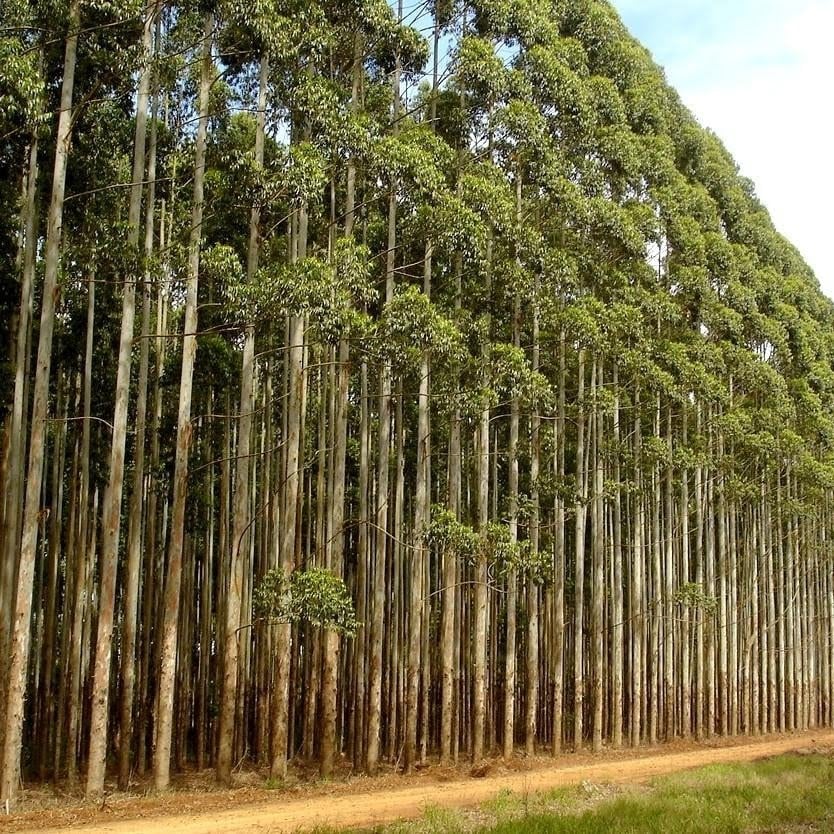 Floresta de Eucalipto em vários estados.