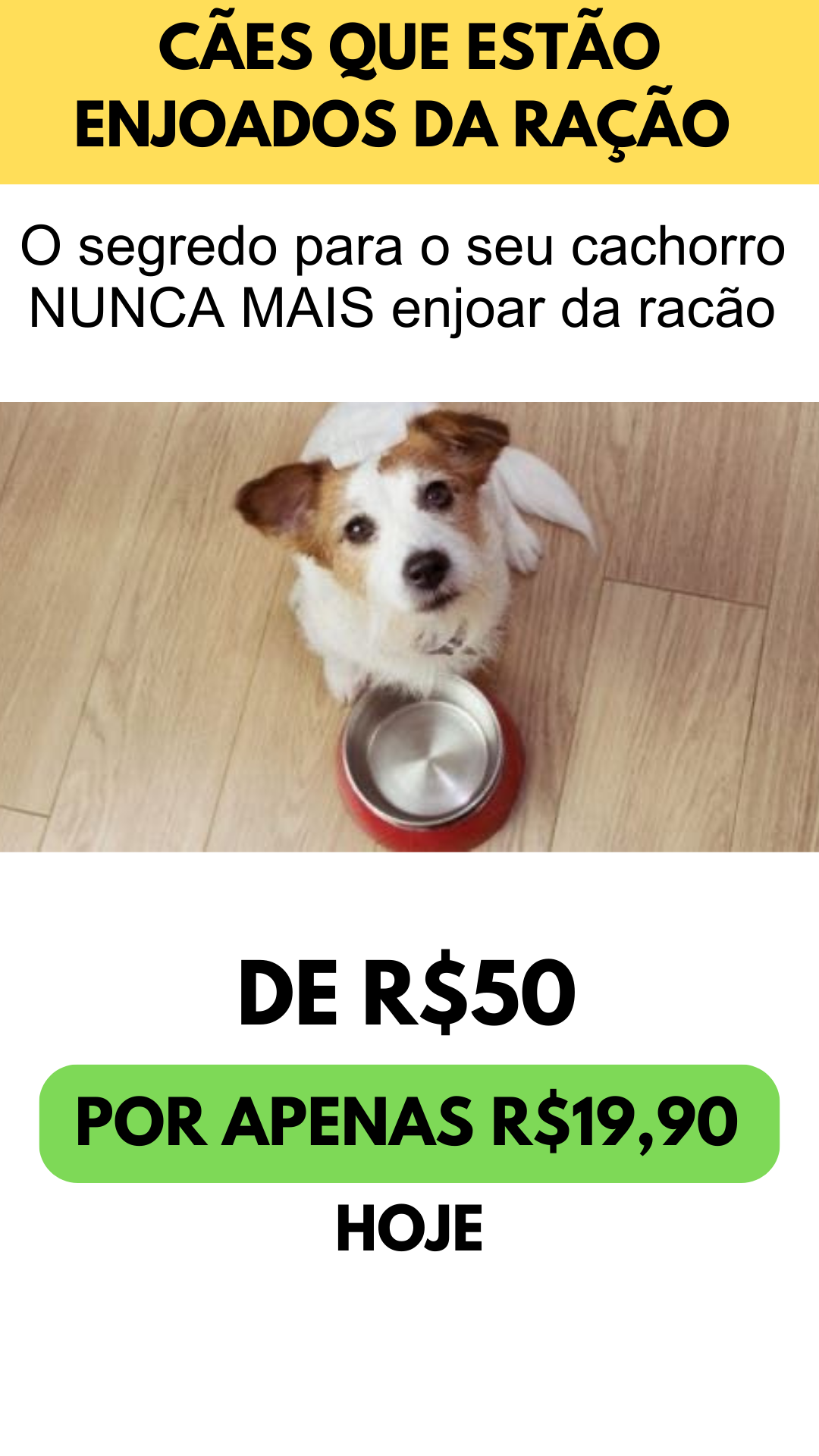 30 Receitas Nutritivas Caseiras Para Seu Pet