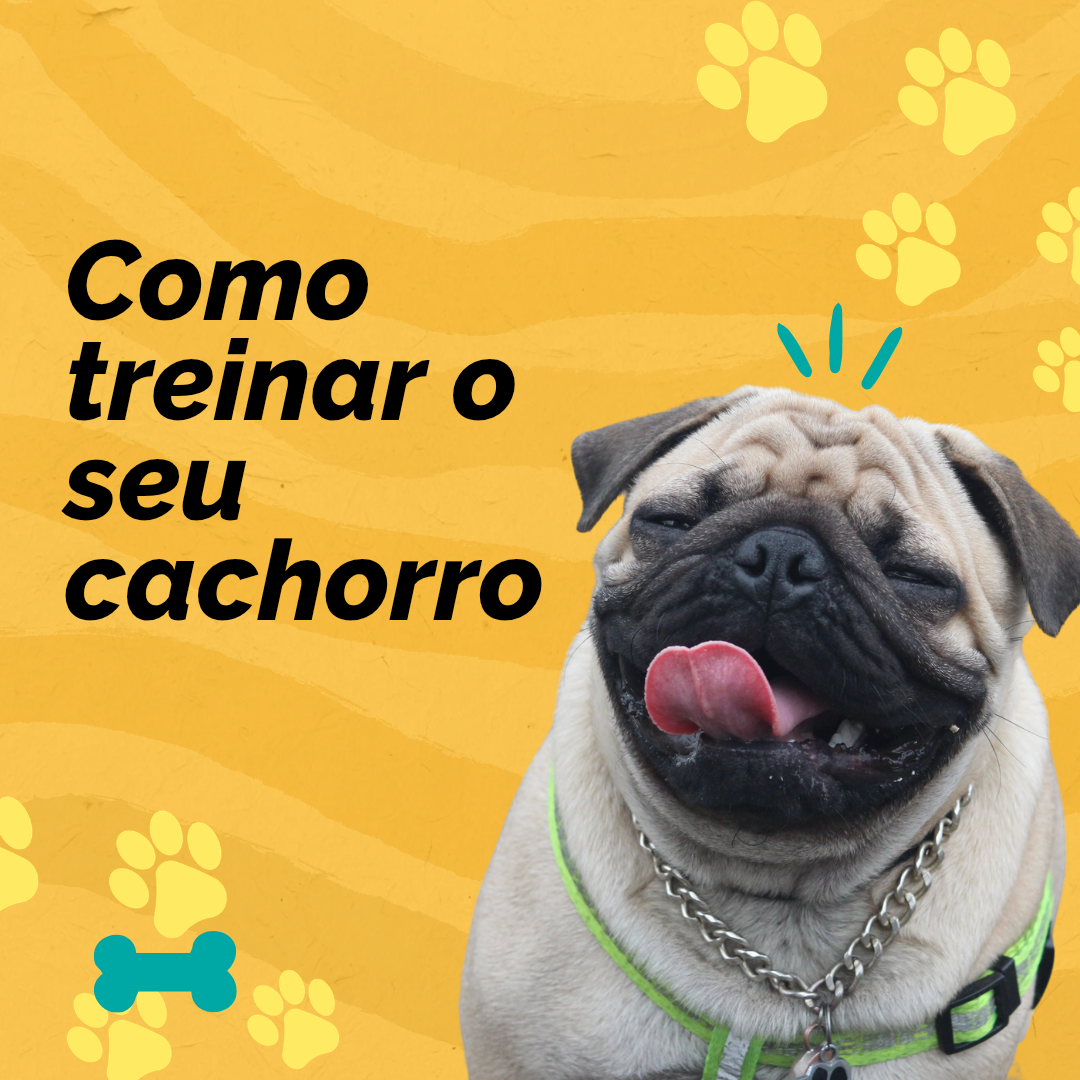 Como treinar seu cachorro