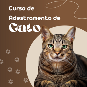 Curso : Aprenda a treinar seu gato para não arranhar o sofá!